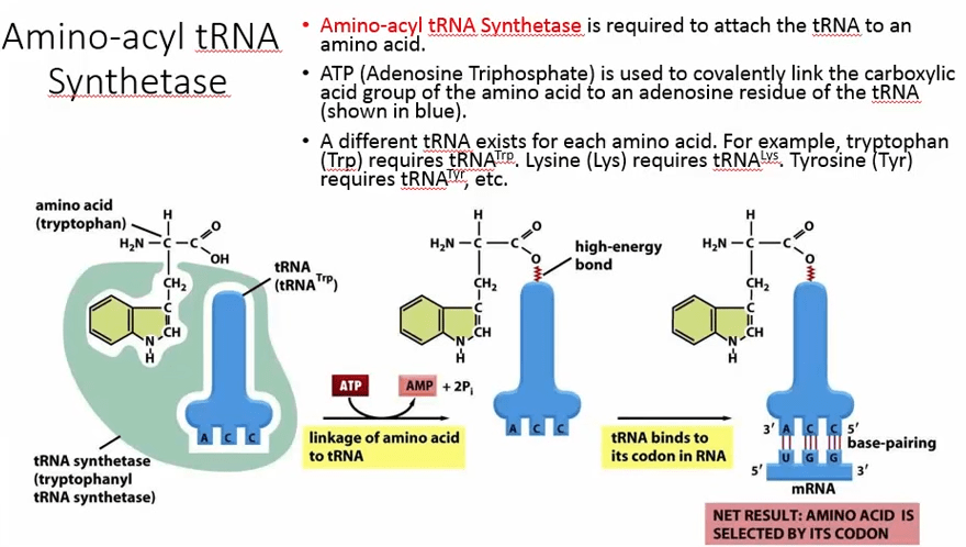 aminoacyl-tRNA synthetase